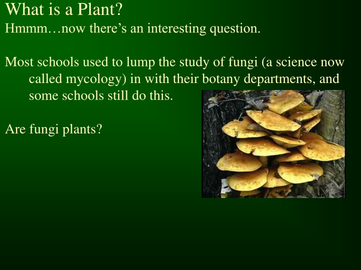 what is a plant hmmm now there s an interesting