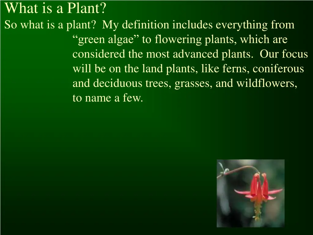 what is a plant so what is a plant my definition