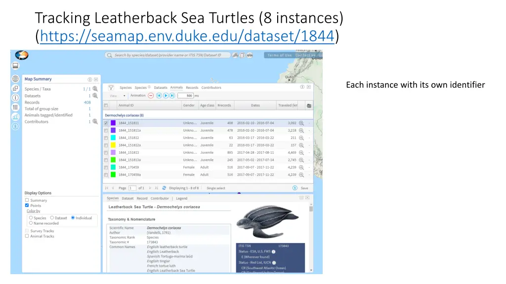 tracking leatherback sea turtles 8 instances 1