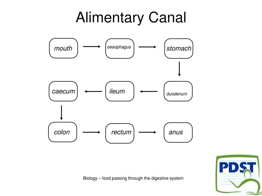 alimentary canal