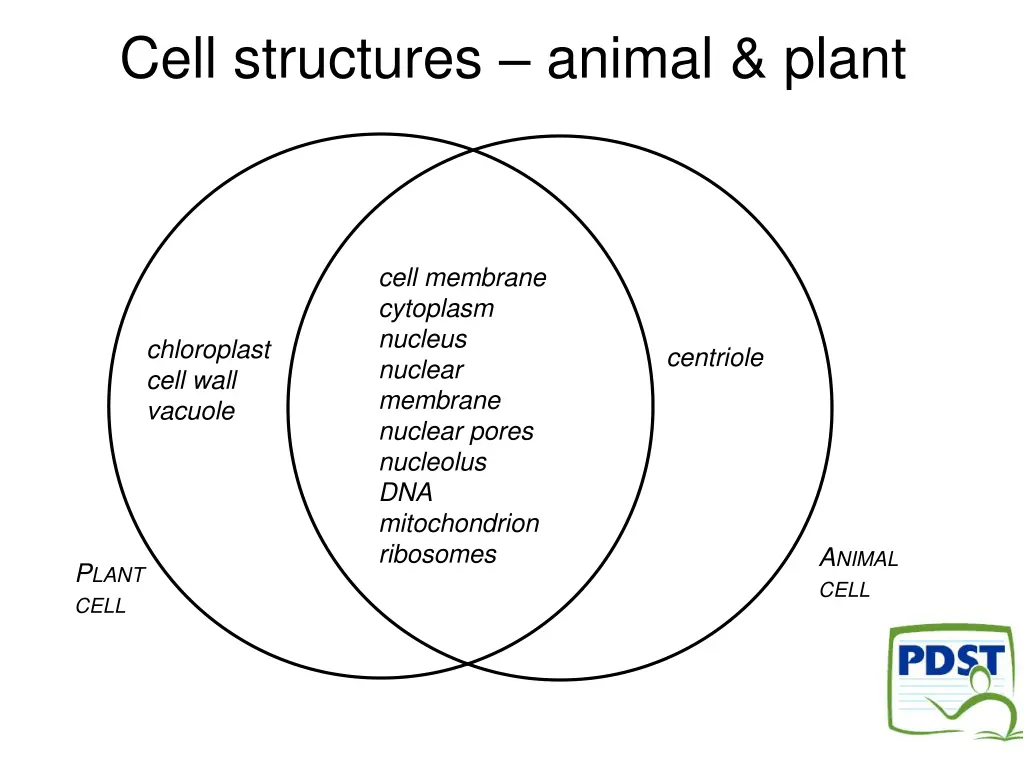 cell structures animal plant