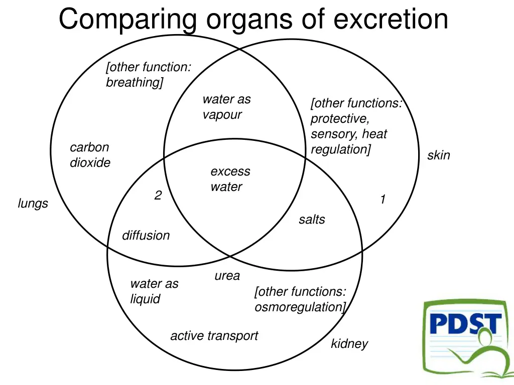 comparing organs of excretion