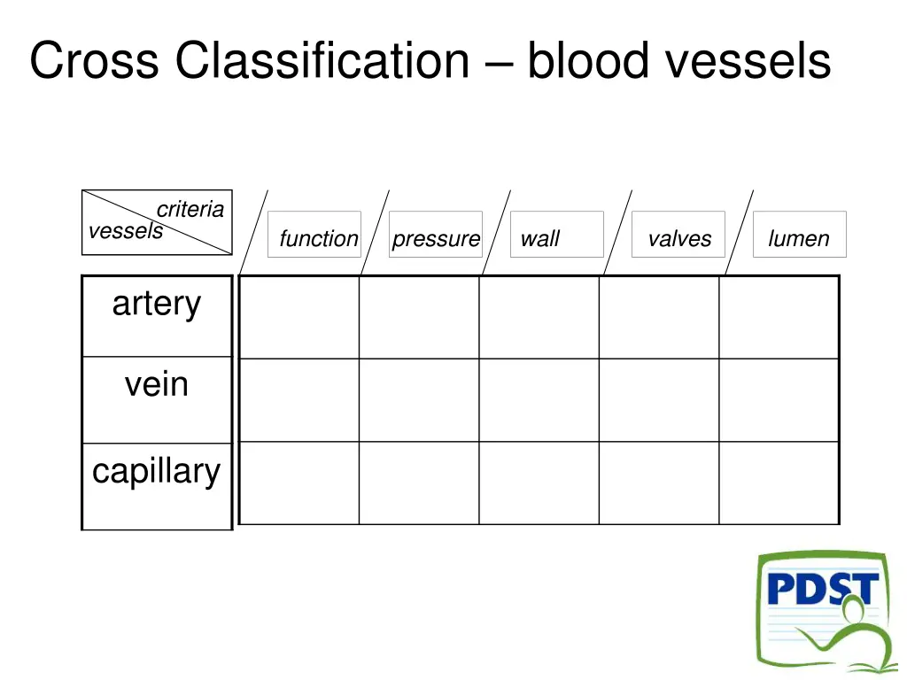 cross classification blood vessels