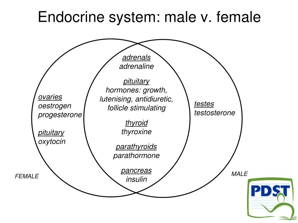 endocrine system male v female