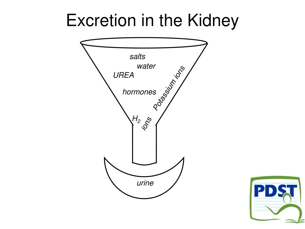 excretion in the kidney