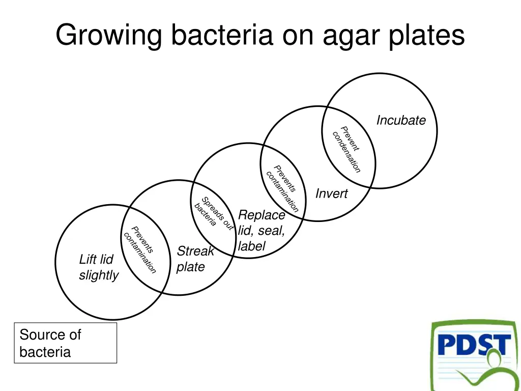 growing bacteria on agar plates