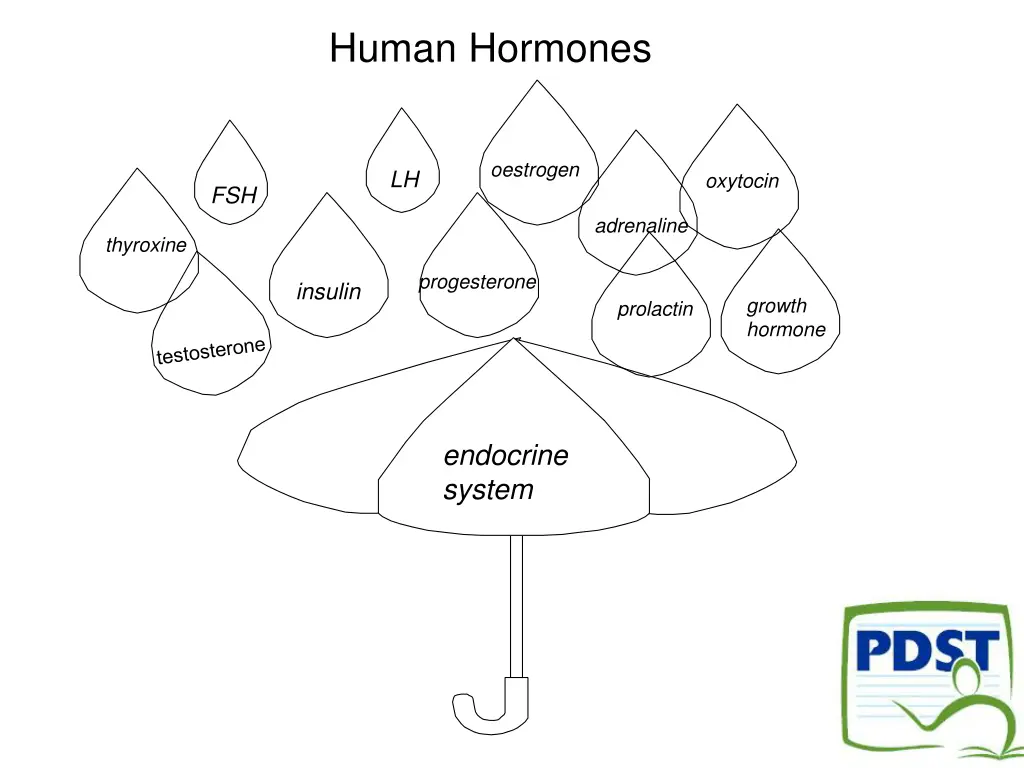 human hormones