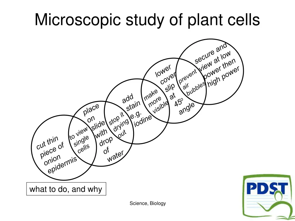 microscopic study of plant cells