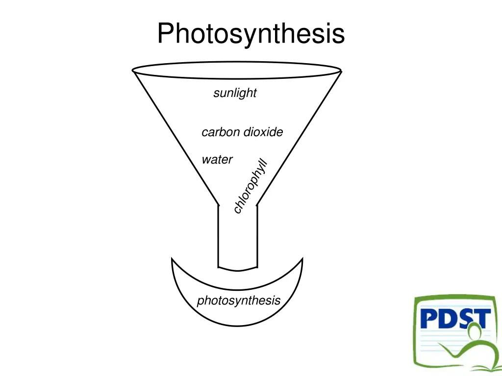 photosynthesis