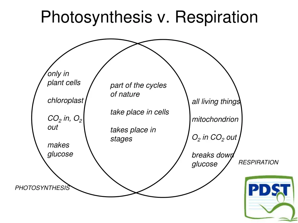 photosynthesis v respiration