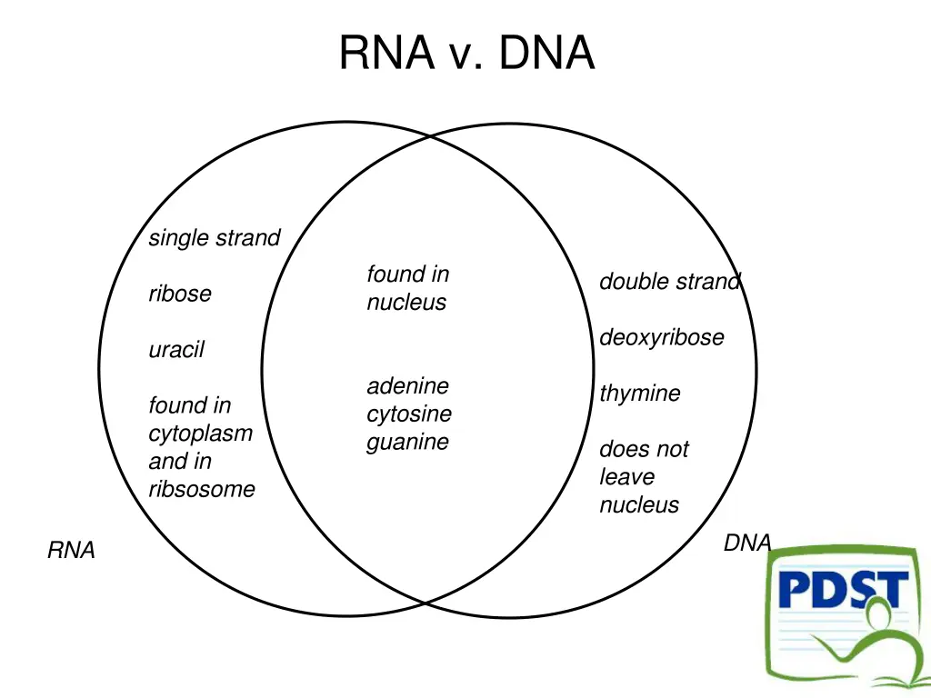 rna v dna