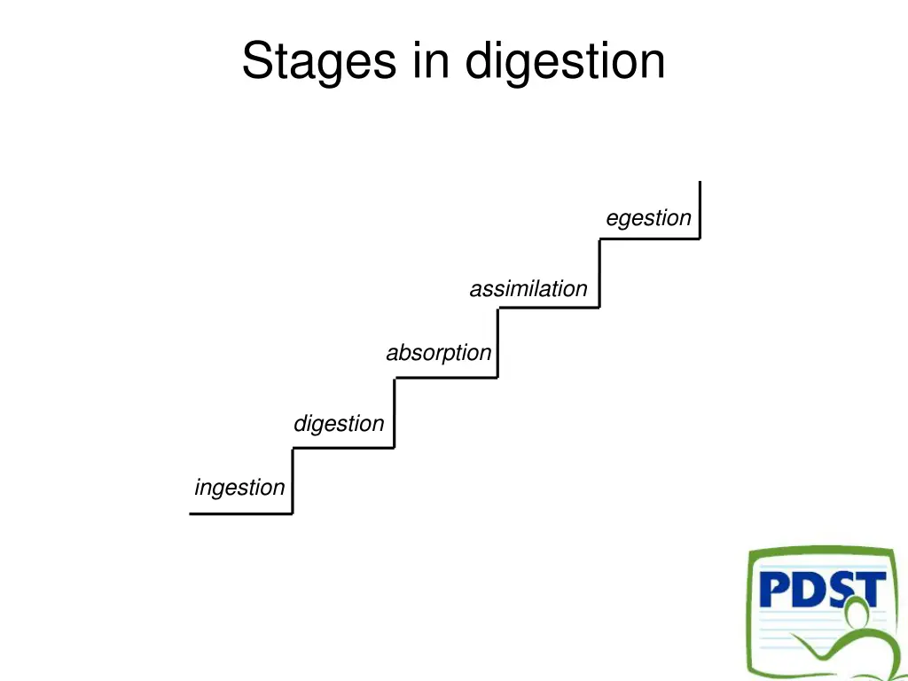 stages in digestion