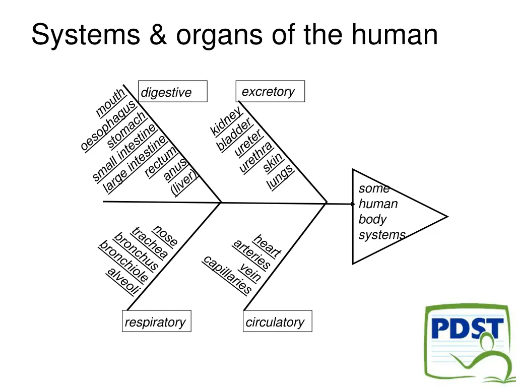 systems organs of the human