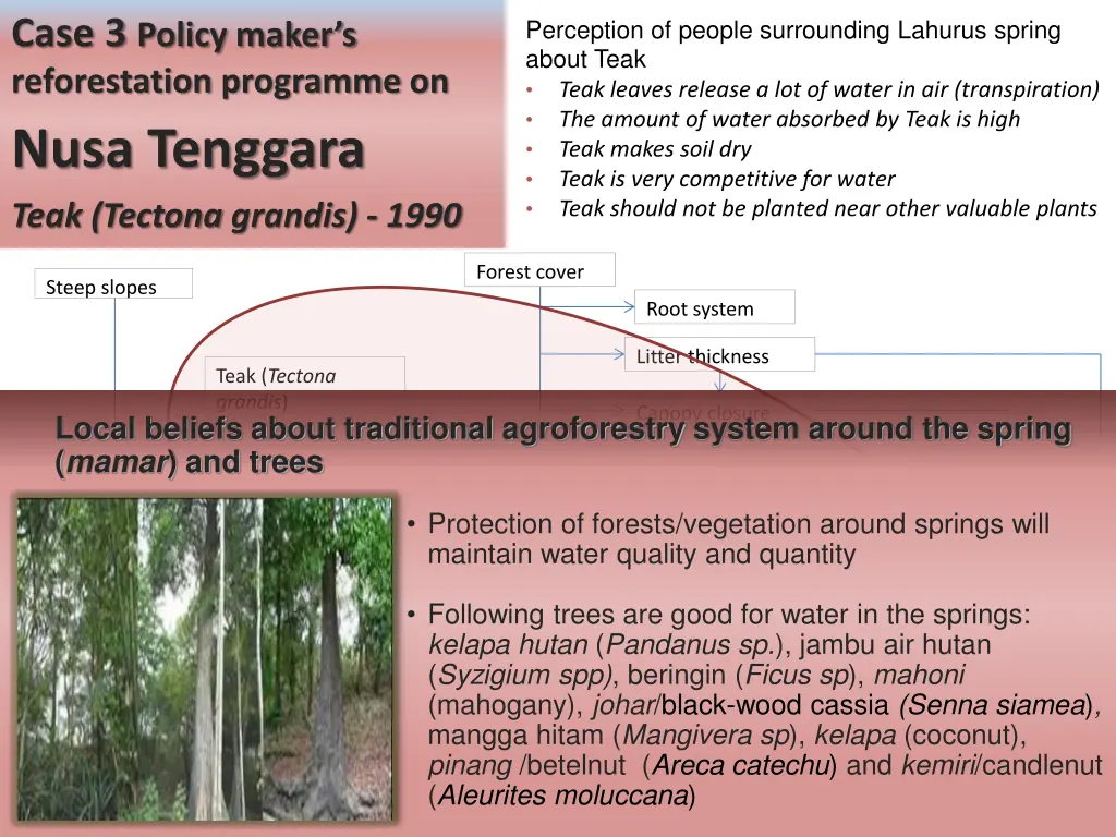 case 3 policy maker s reforestation programme