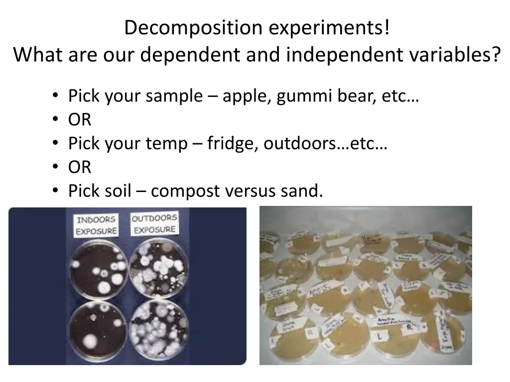 decomposition experiments what are our dependent