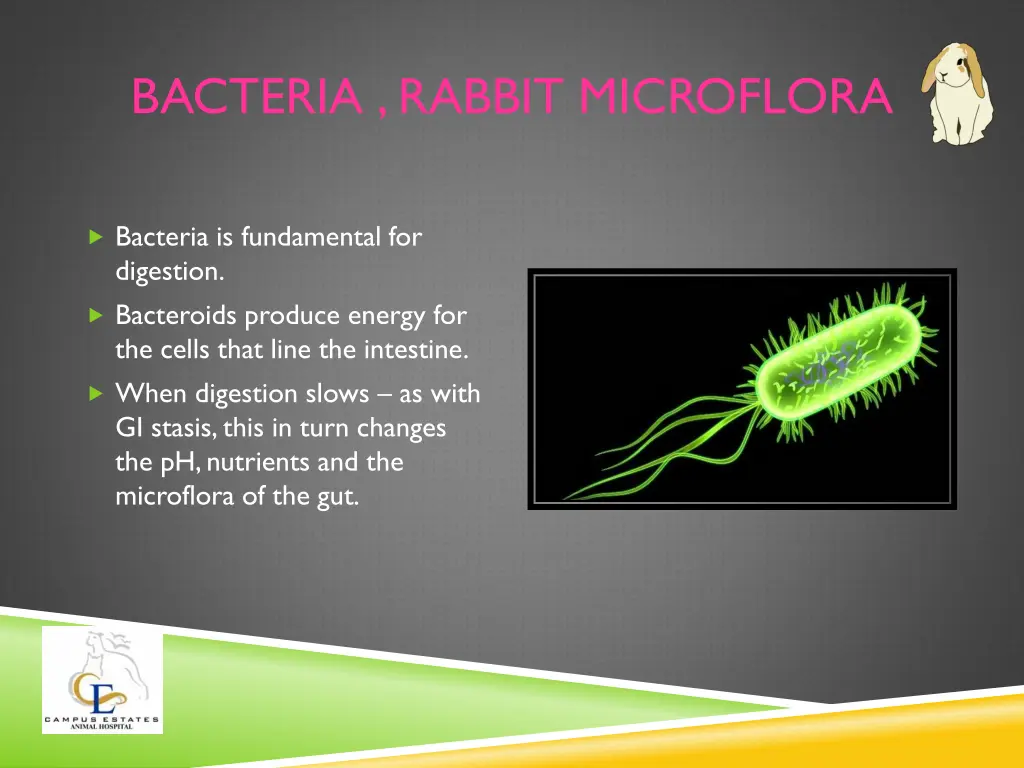 bacteria rabbit microflora