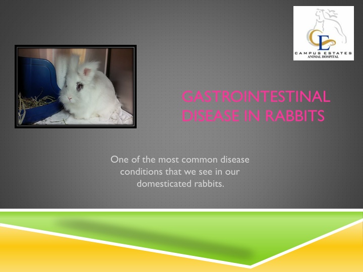 gastrointestinal disease in rabbits