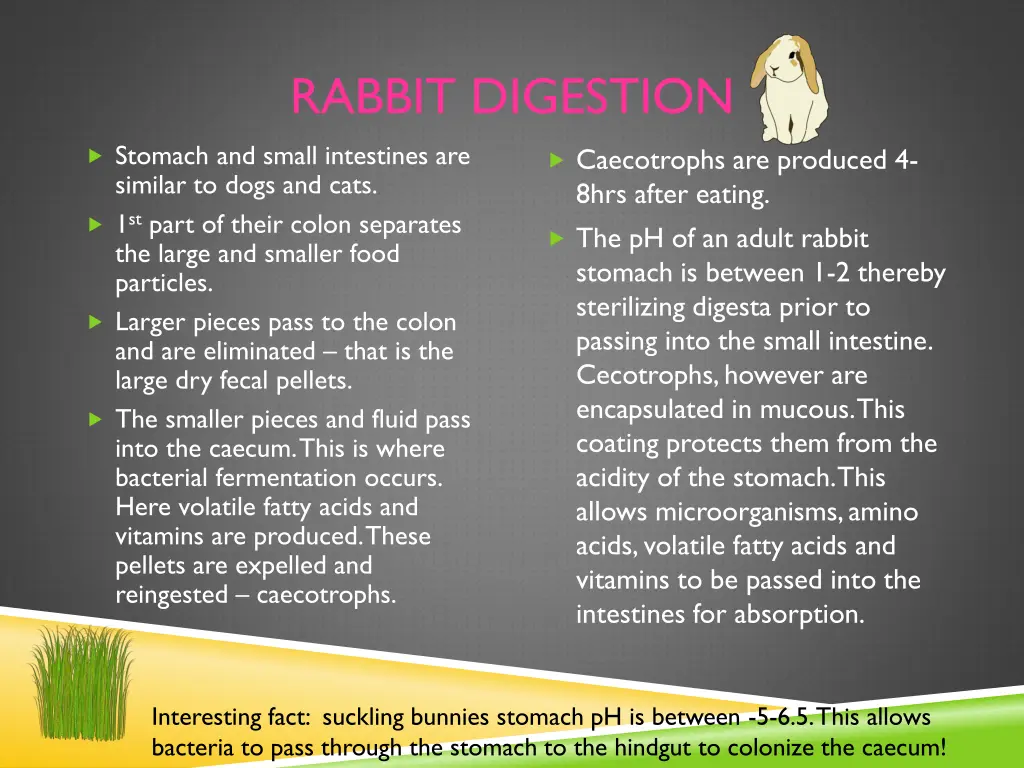 rabbit digestion