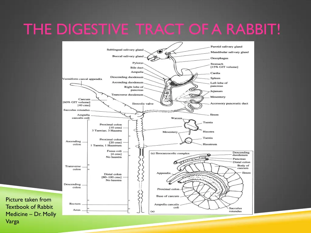 the digestive tract of a rabbit