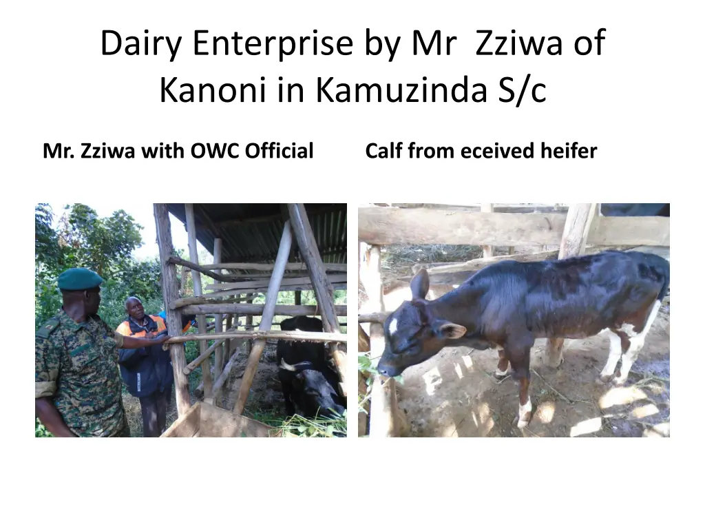 dairy enterprise by mr zziwa of kanoni