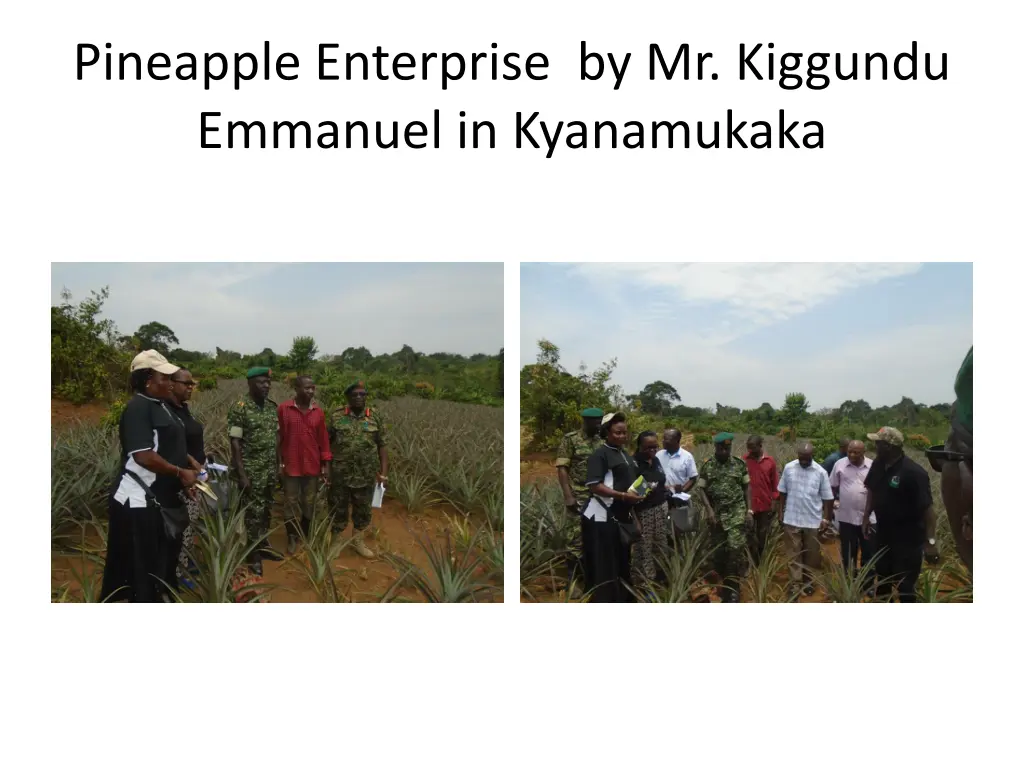 pineapple enterprise by mr kiggundu emmanuel