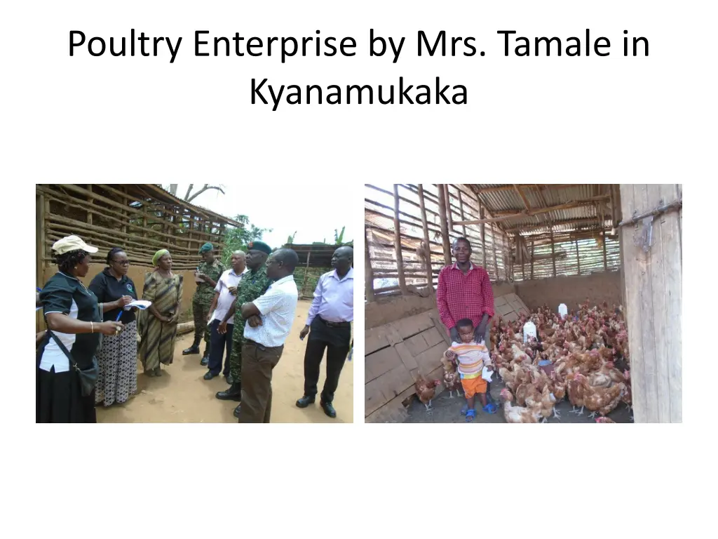 poultry enterprise by mrs tamale in kyanamukaka