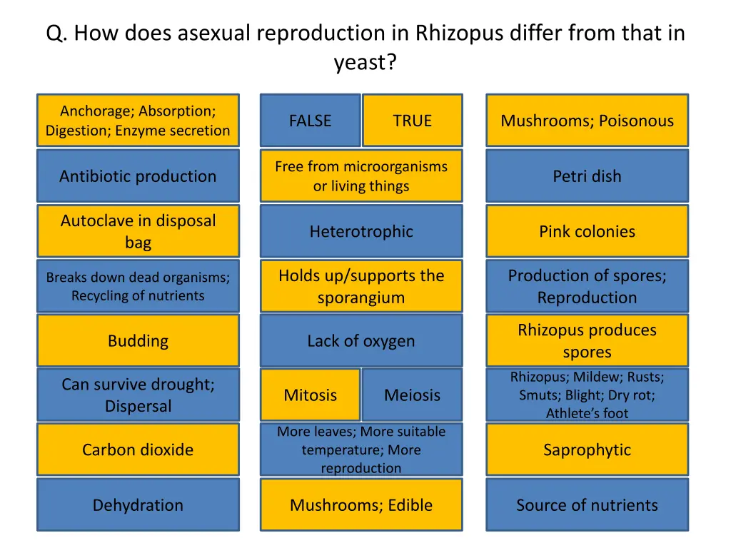 q how does asexual reproduction in rhizopus