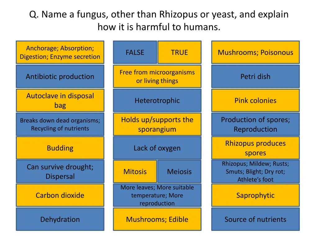 q name a fungus other than rhizopus or yeast 1