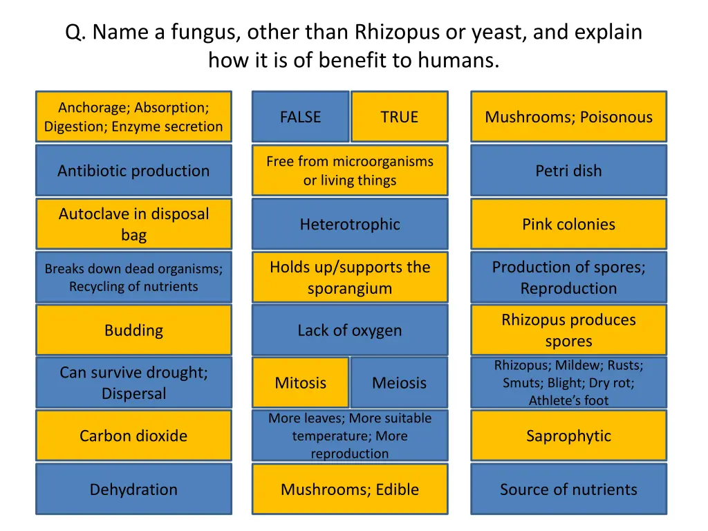 q name a fungus other than rhizopus or yeast