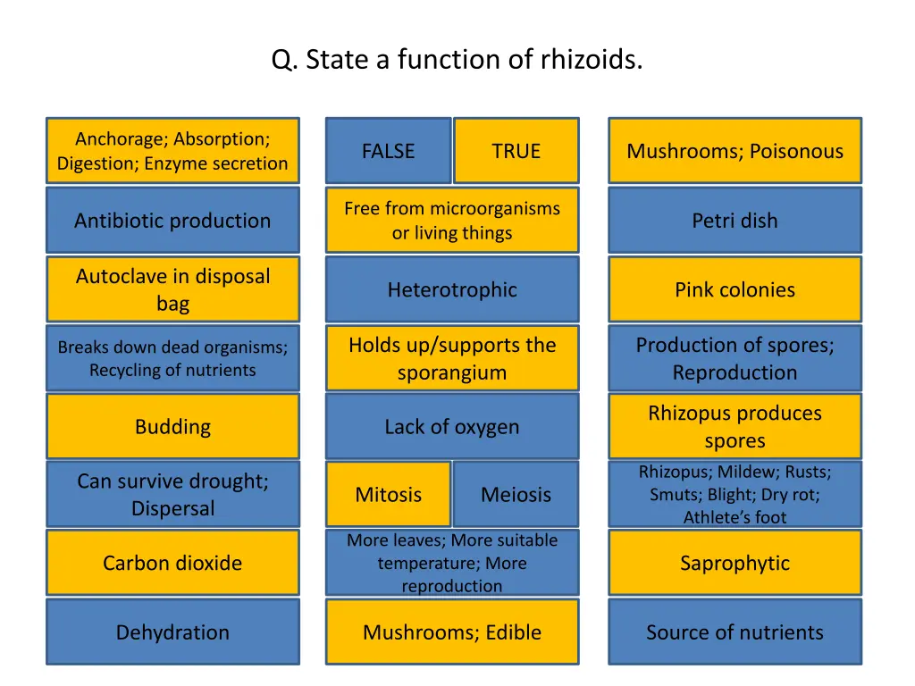 q state a function of rhizoids