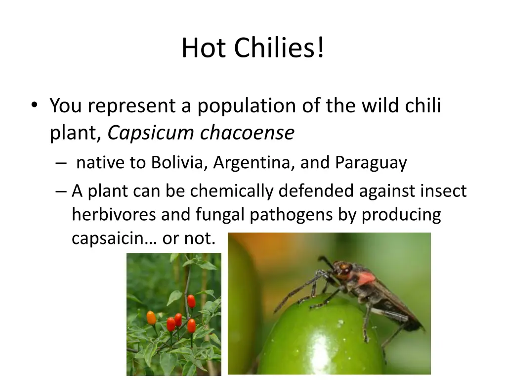 hot chilies