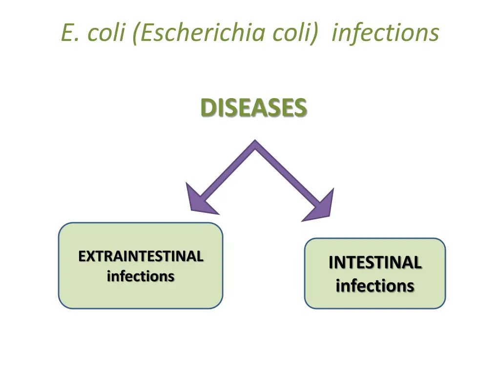 e coli escherichia coli infections