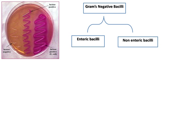 gram s negative bacilli