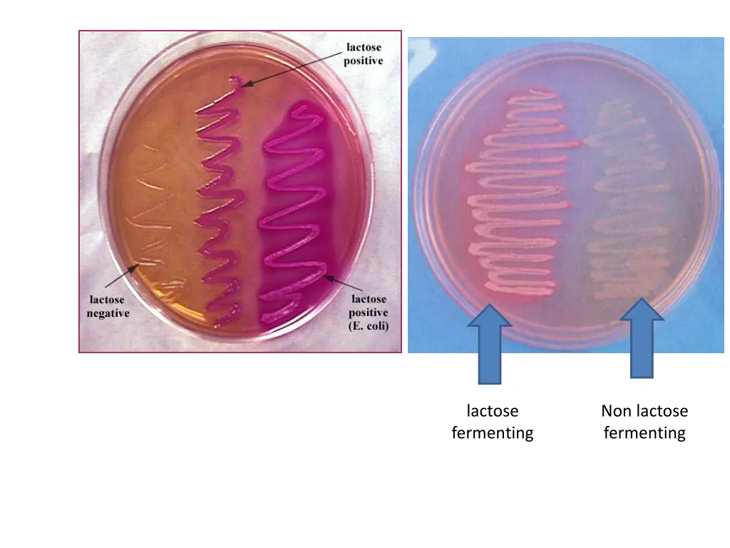 lactose fermenting