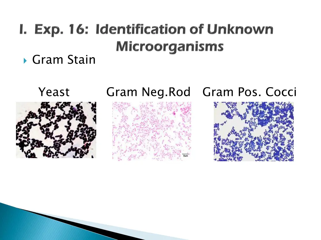 gram stain