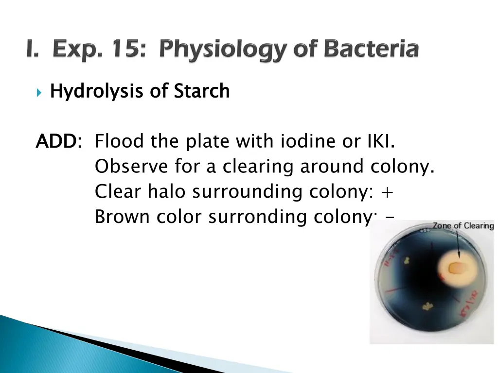 hydrolysis of starch