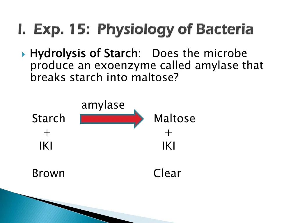 hydrolysis of starch produce an exoenzyme called