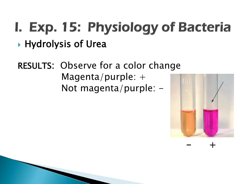 hydrolysis of urea