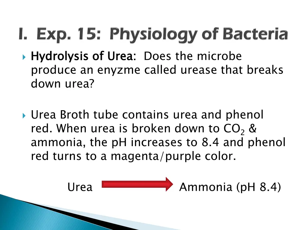 hydrolysis of urea produce an enyzme called