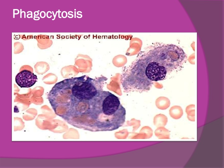 phagocytosis phagocytosis