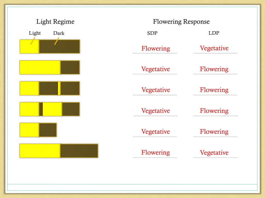 light regime