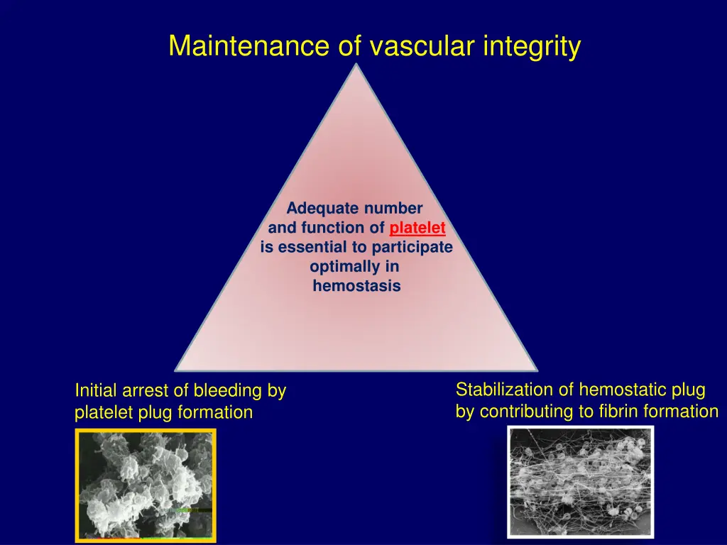 maintenance of vascular integrity