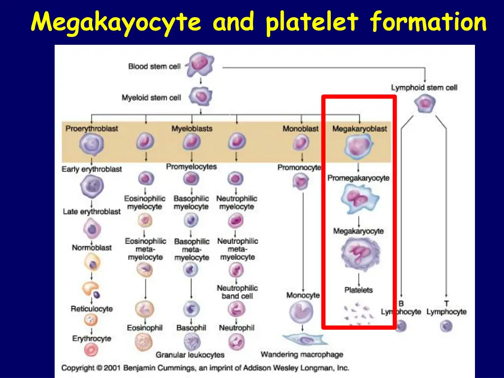 megakayocyte and platelet formation