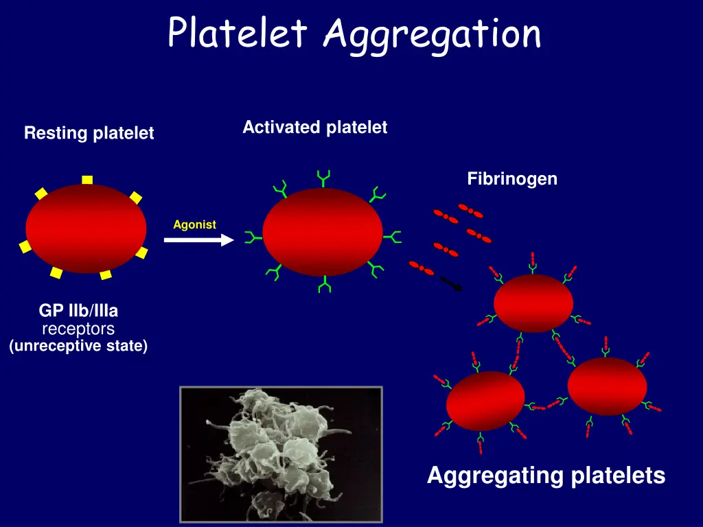 platelet aggregation