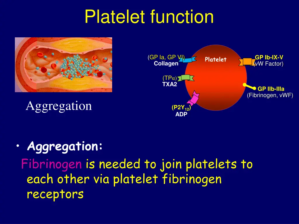 platelet function 2