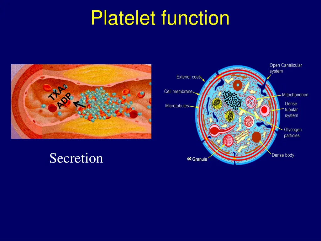 platelet function 3