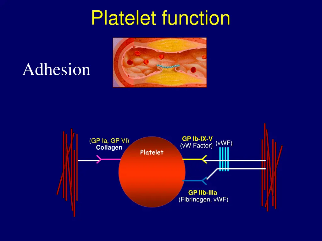 platelet function