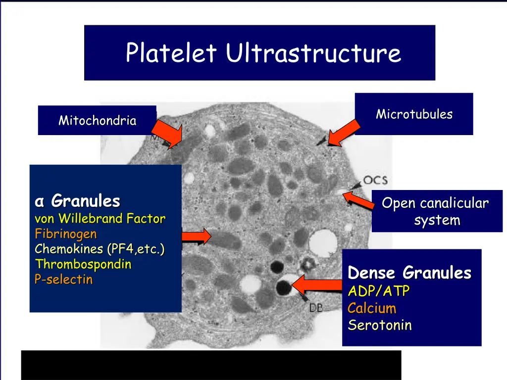 platelet ultrastructure