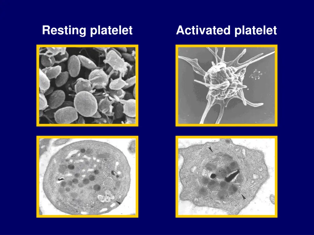 resting platelet