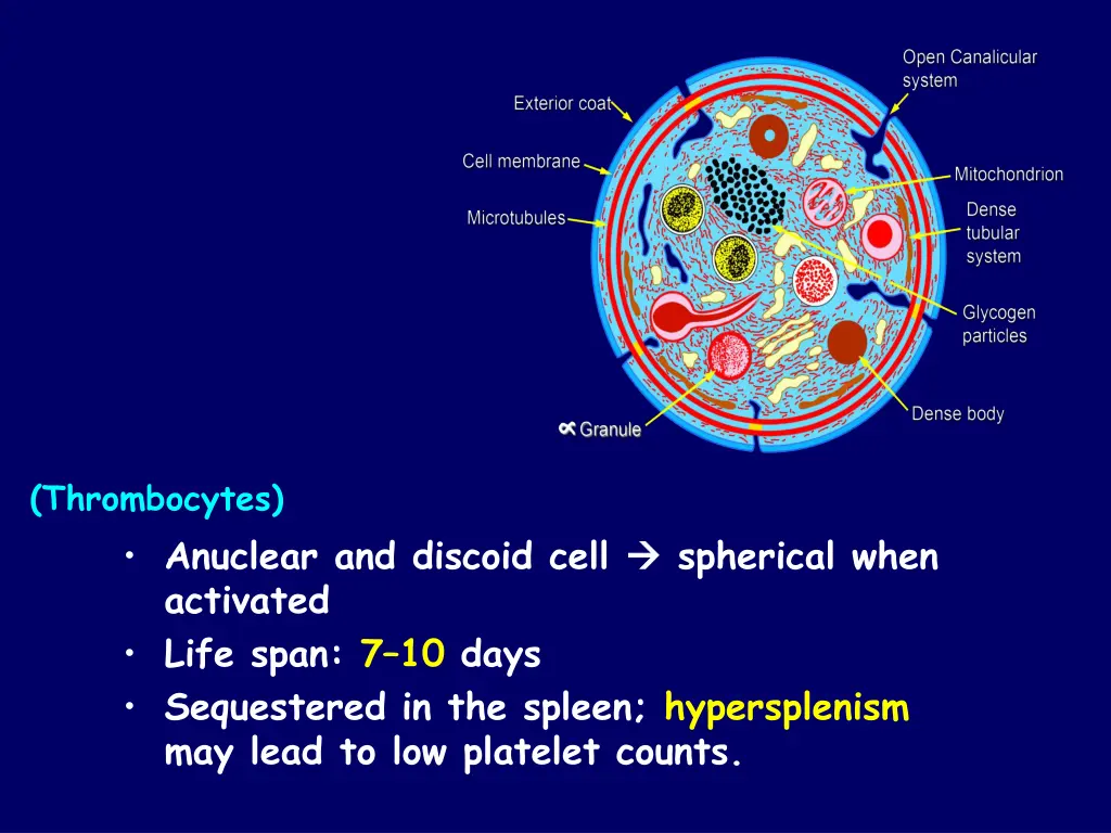 thrombocytes